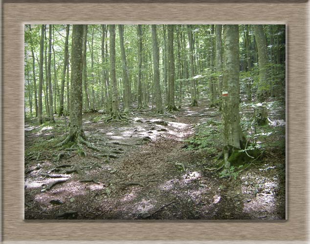 Parco Nazionale d'Abruzzo: dal Lago di Barrea alla Camosciara