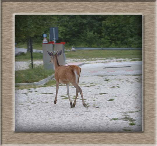 Parco Nazionale d'Abruzzo: orma orso marsicano