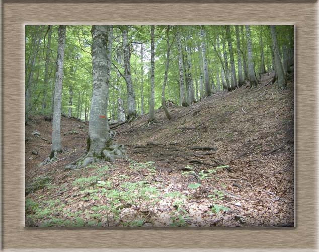 Parco Nazionale d'Abruzzo: Val Fondillo