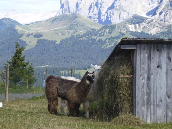 Alpe di Siusi