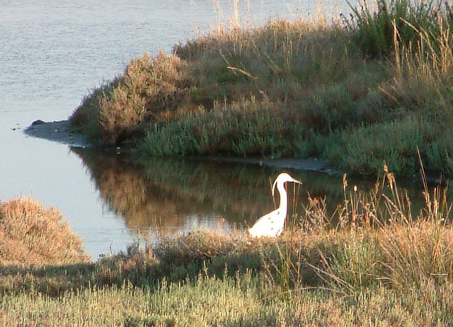 Sardegna: Vecchie Saline di Olbia