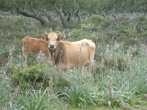 Parco della Giara