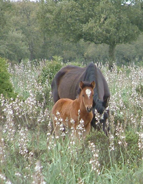 Parco della Giara