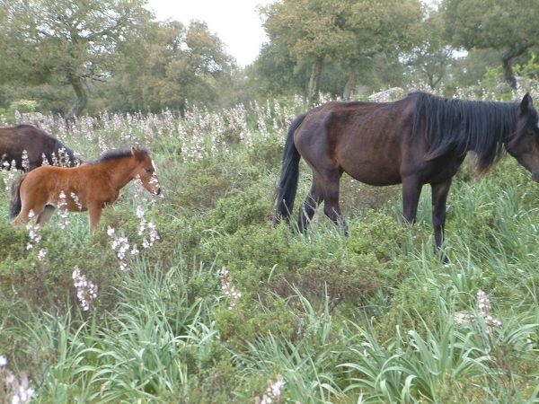 Parco della Giara