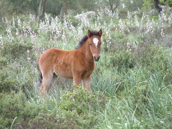 Parco della Giara