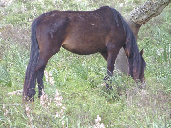 Parco della Giara