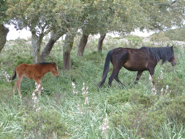 Parco della Giara