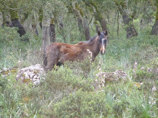 Parco della Giara