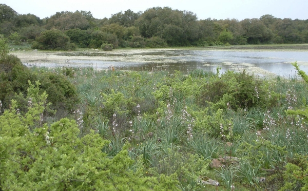 Parco della Giara