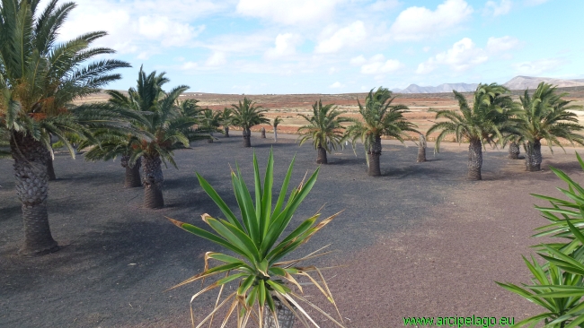 Fuerteventura: Antigua