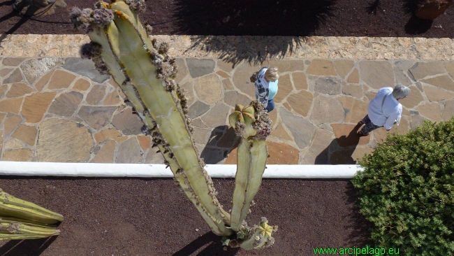 Fuerteventura: Antigua