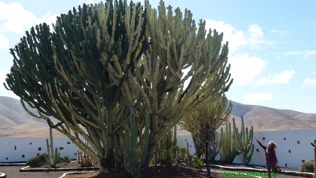 Fuerteventura: Antigua