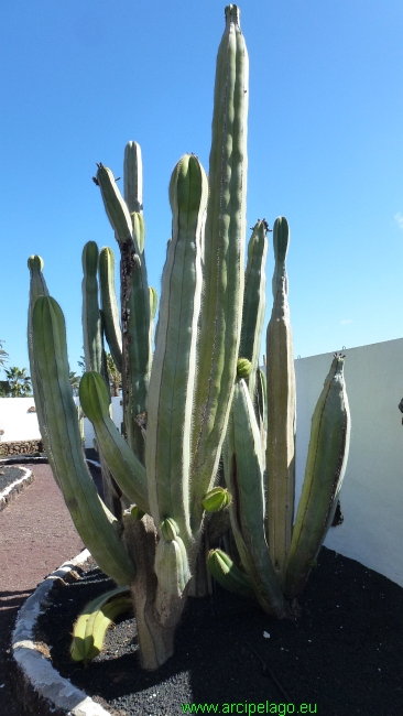 Fuerteventura: Antigua