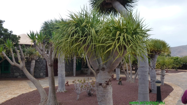 Fuerteventura: Antigua