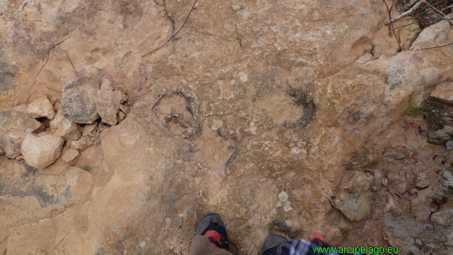 Oasi: le orme fossili