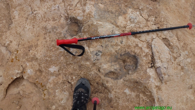 Oasi: le orme fossili