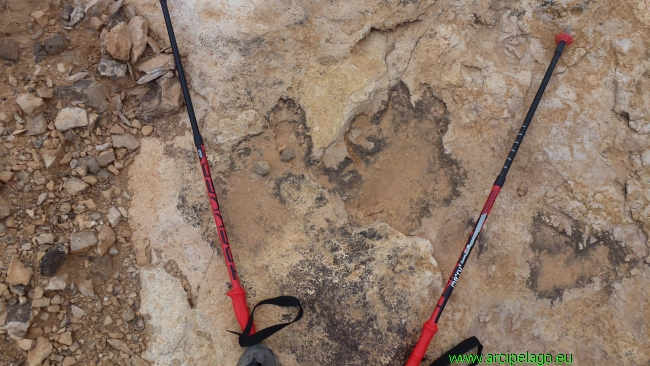 Oasi: le orme fossili