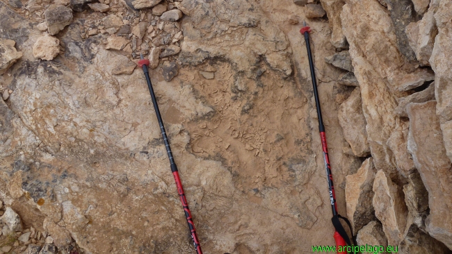 Oasi: le orme fossili