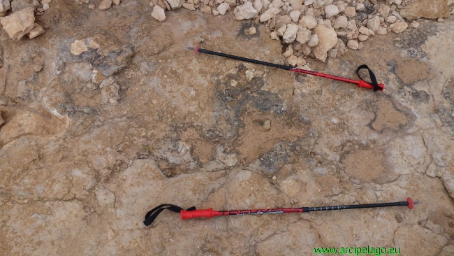 Oasi: le orme fossili