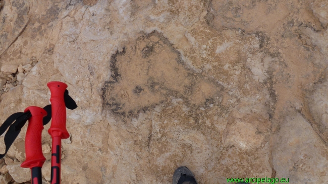 Oasi: le orme fossili