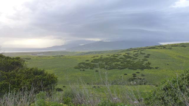 Tarifa