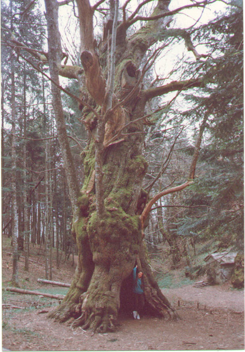 Parco Nazionale Foreste Casentinesi