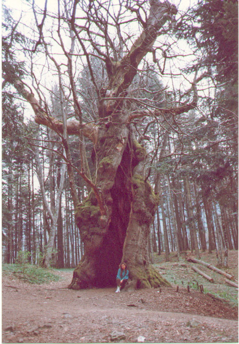 Parco delle Foreste Casentinesi